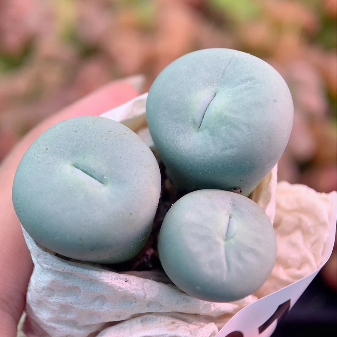 B746玻尿酸大嘴植物一物一拍