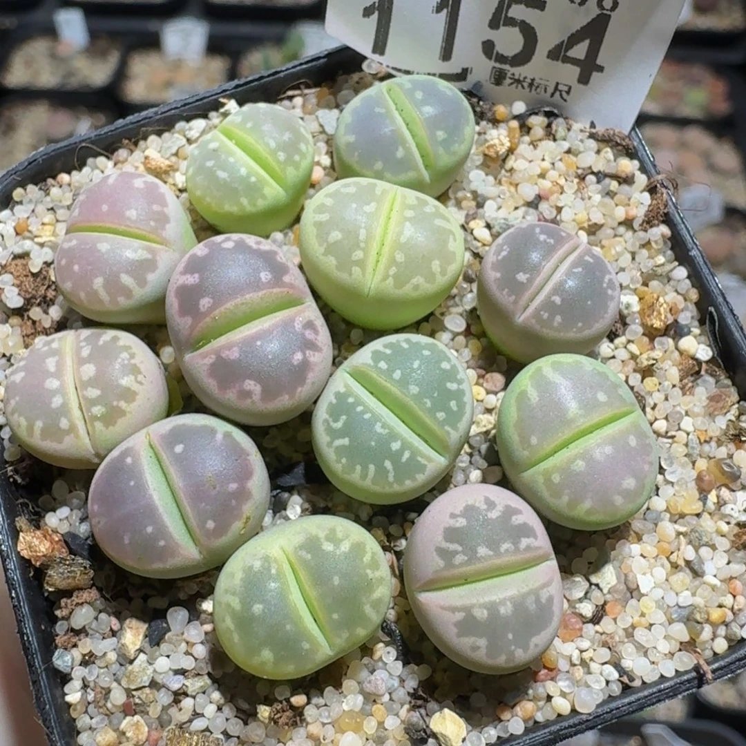zzzz生石花肉锥1154