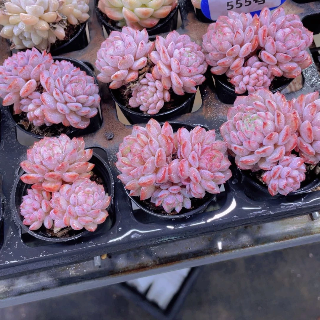 555号 全状态小红雪鲁冰多头群一个