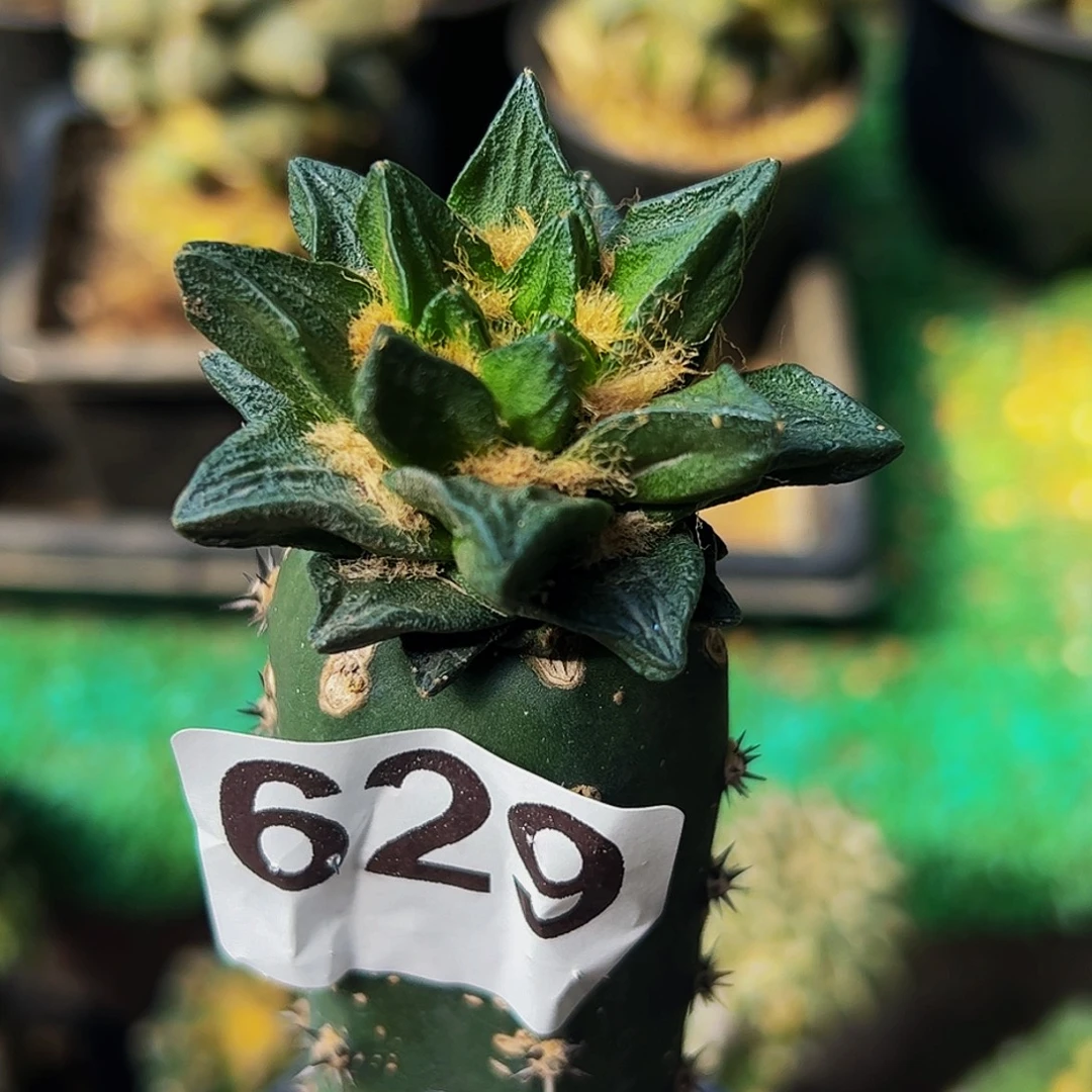 无花朵福利短尤龙角牡丹629