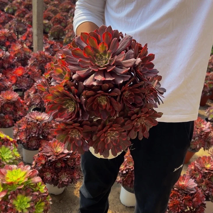 23.8烟花一棵包邮