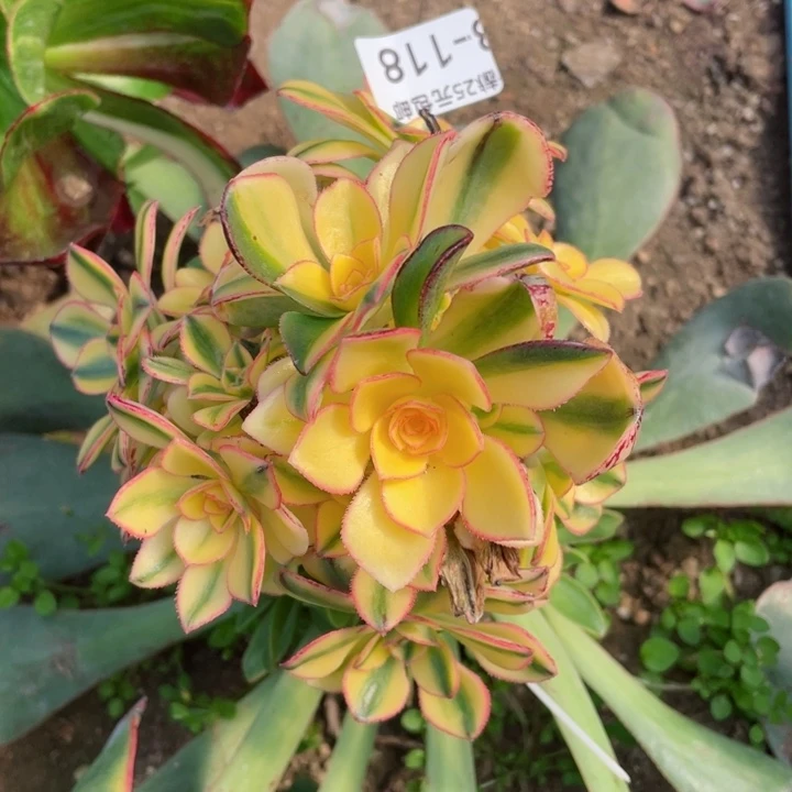 118太阳升嫁接不包掉头12345678