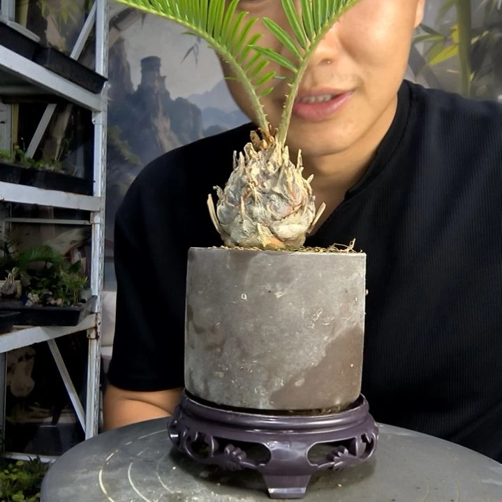 柯*松中青园艺一物一拍82