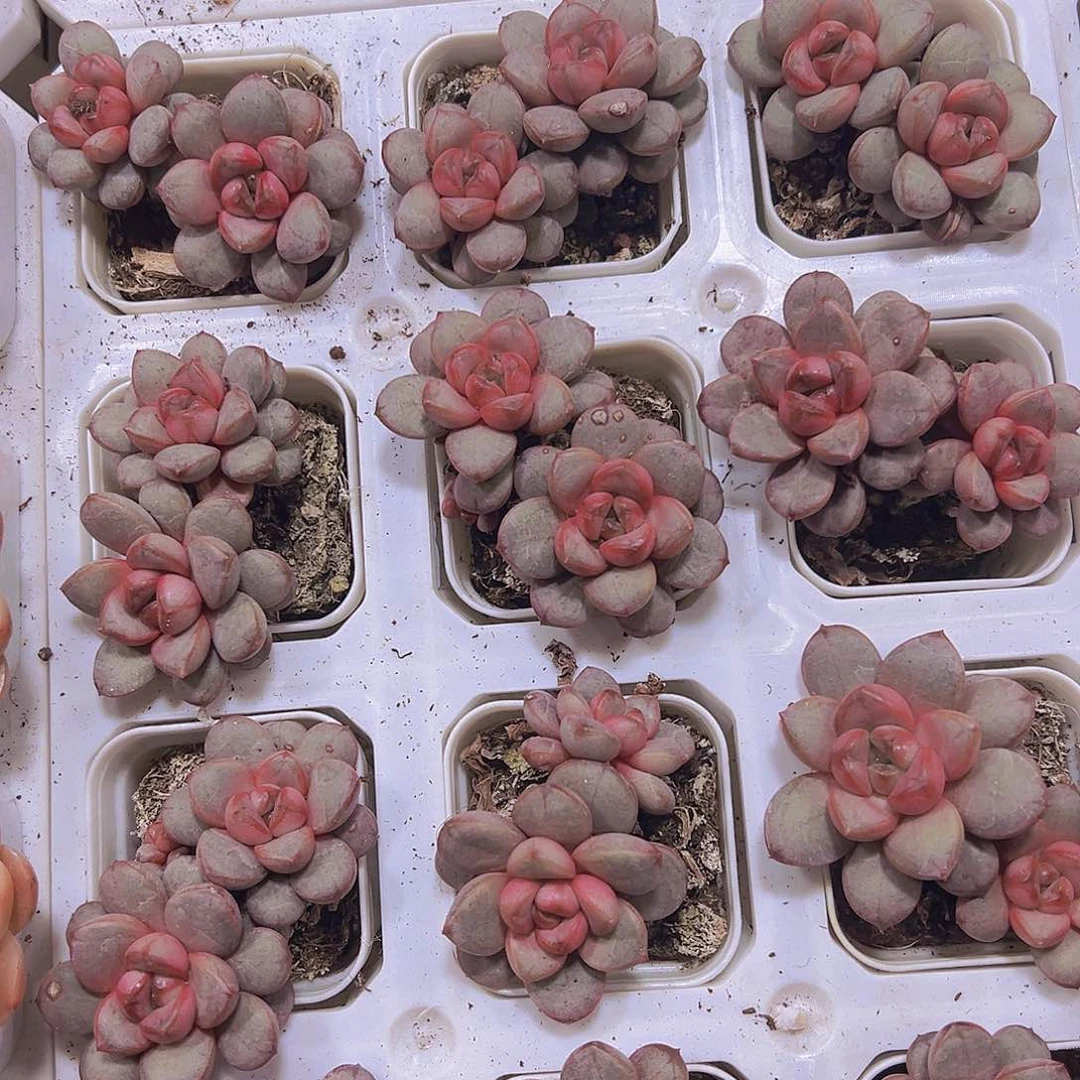 双头葡萄19包邮喔