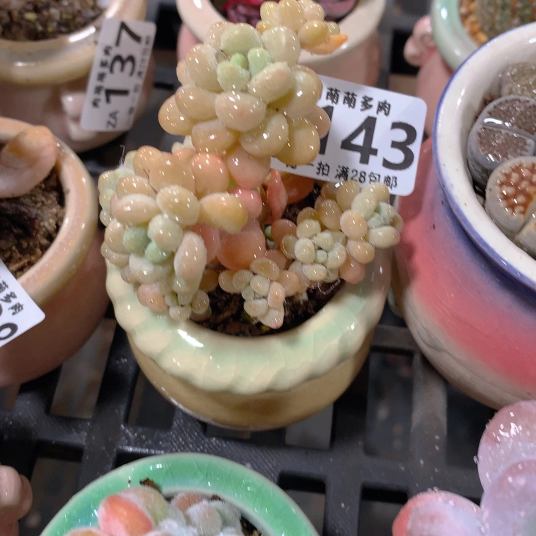 肉萌萌拇指盆精控多肉ZA143