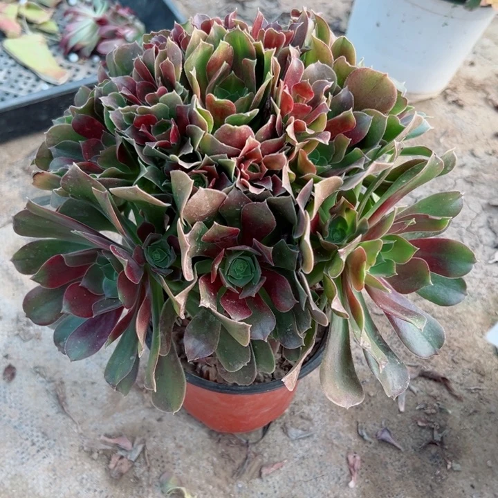 522玫瑰多肉植物