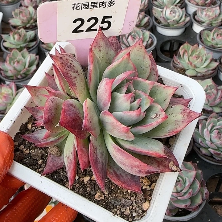 225 惊鸿仙子多肉植物6-9cm