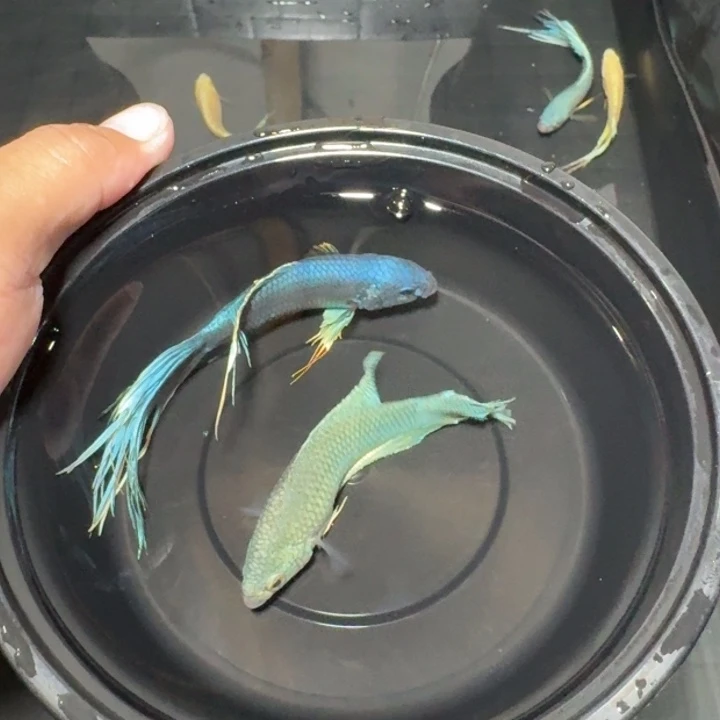 斗鱼直播间对图瑕疵19