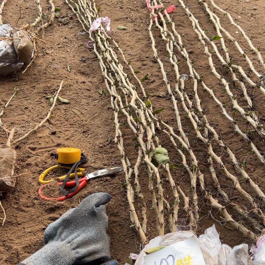 无铅玻璃石*蟹爪兰大号夹子15个