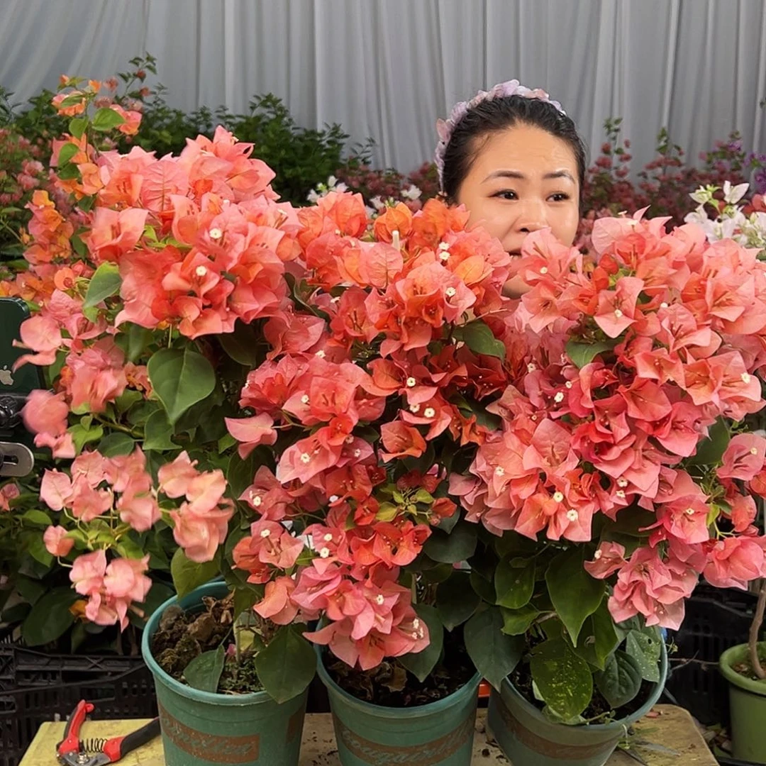大部分花苞少量开放橙日落带竹一棵