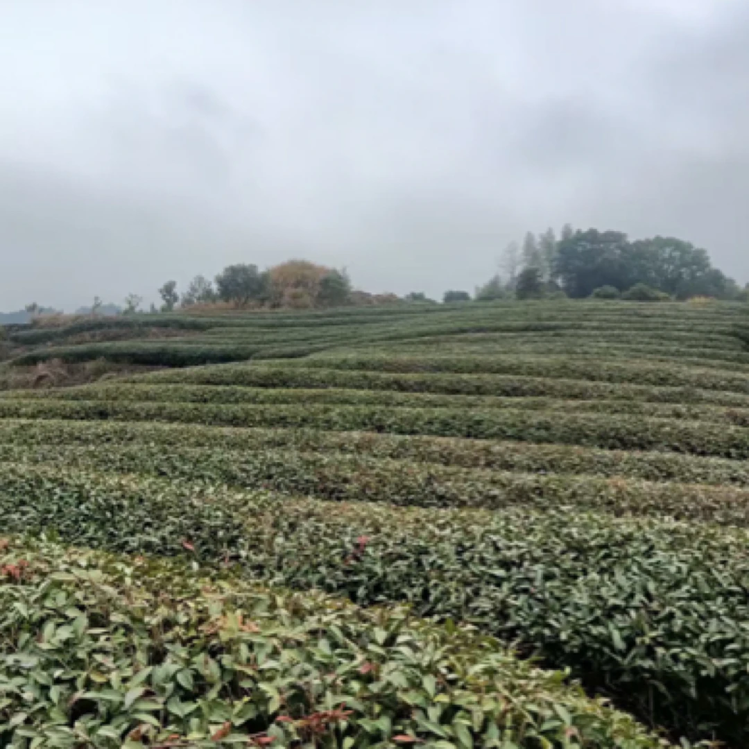 上岩肉桂250克散茶，，