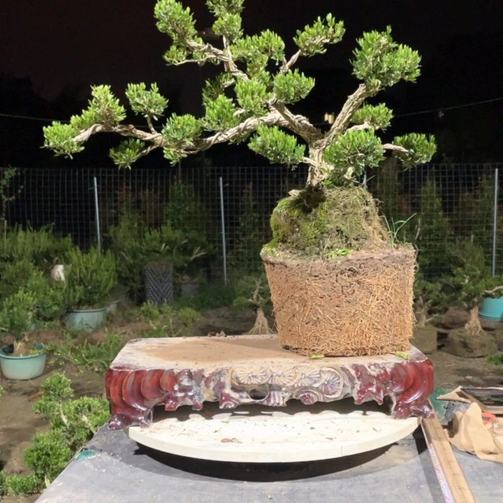 完全开放佳*黄杨盆景