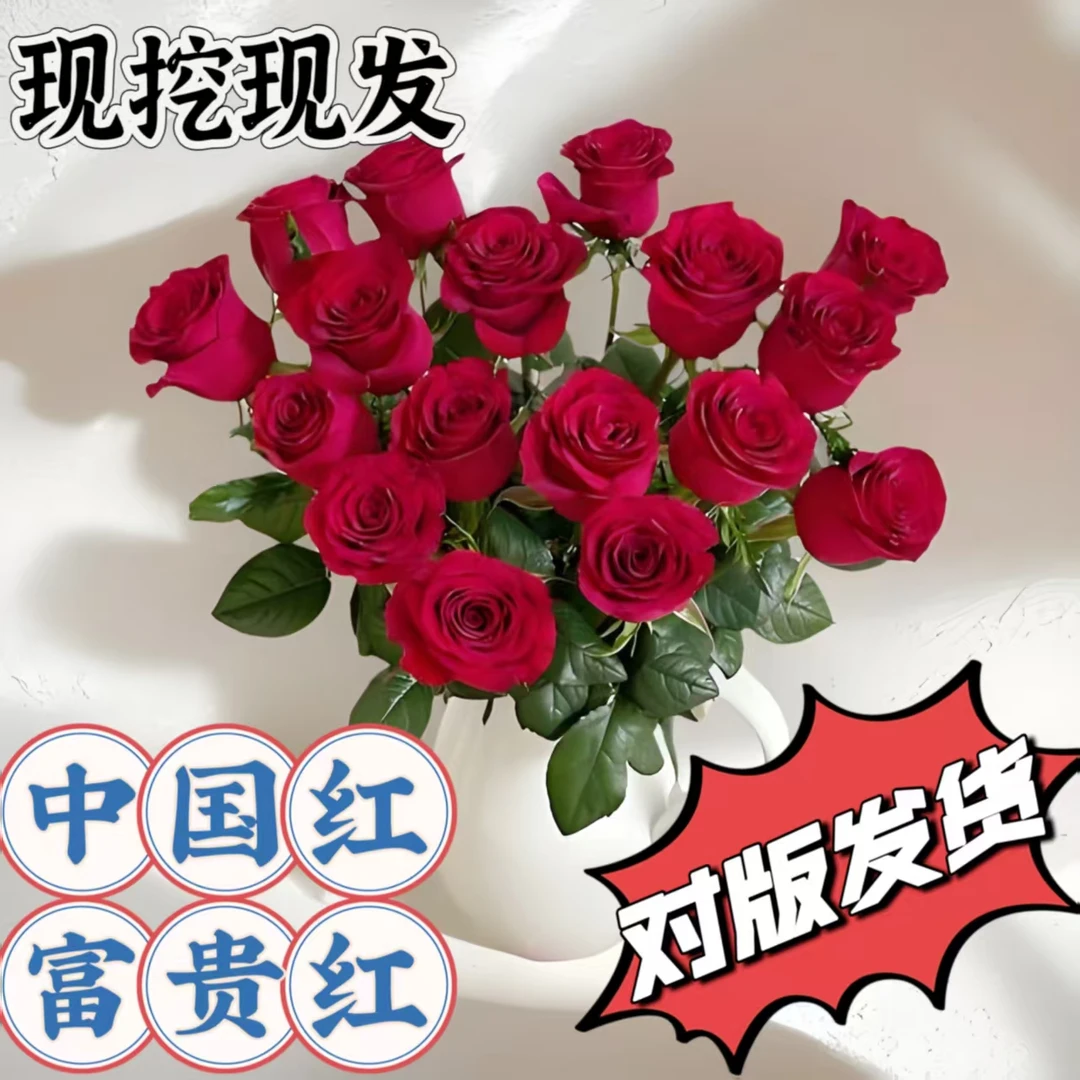 买三送一【带护心土发货】云南大花玫瑰花苗 盆栽 地栽 庭院  种植