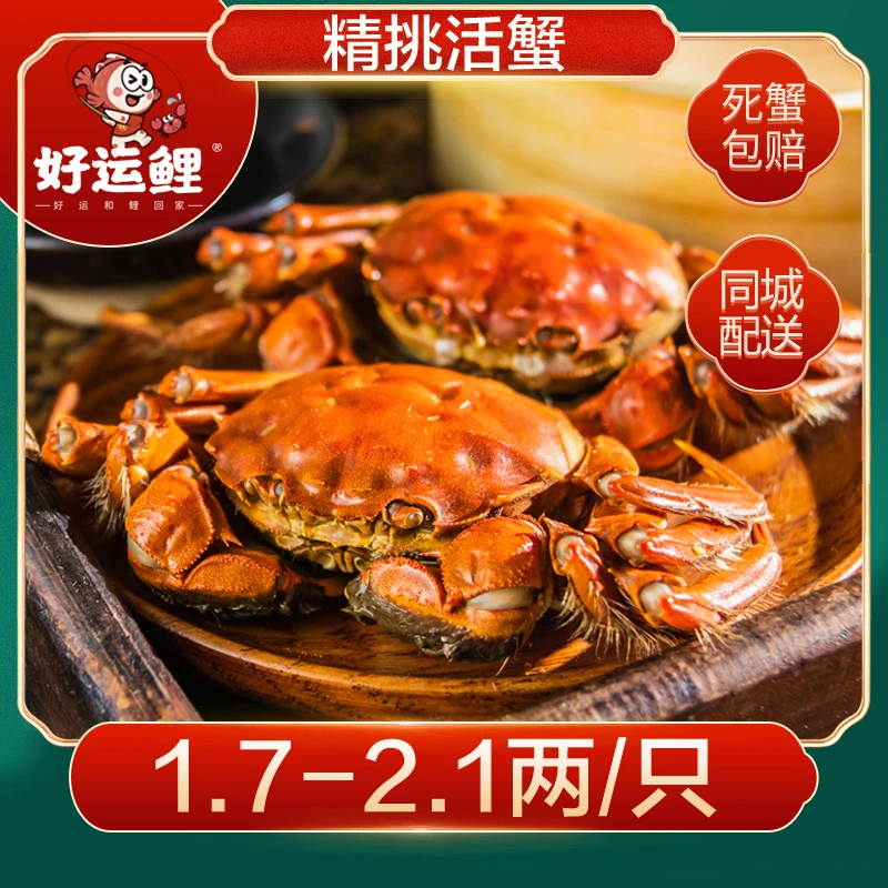 【活蟹】好运鲤大闸蟹母蟹1.7-2.1两/只 8只 10只 16只 不绑腿