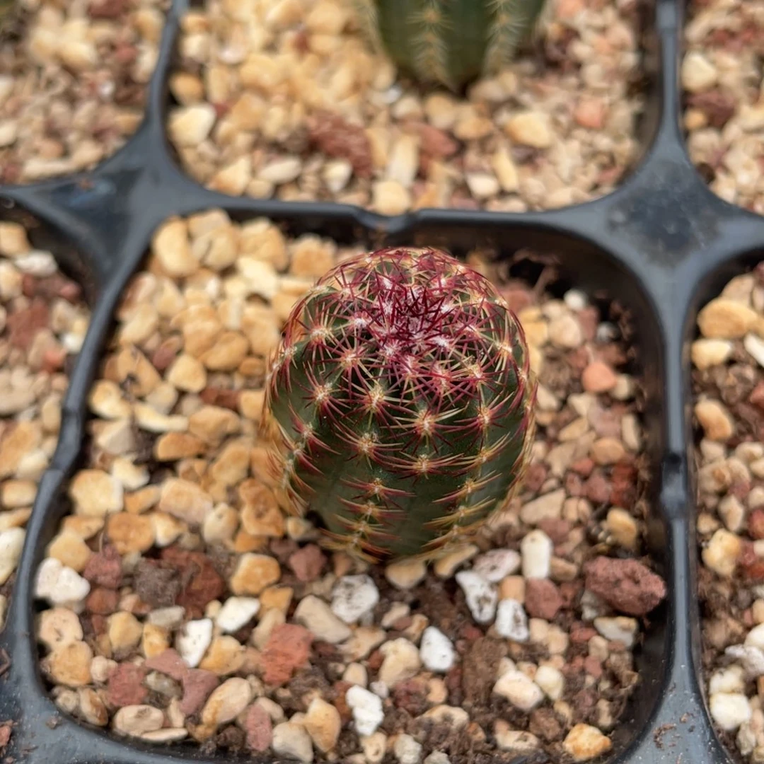 鹿角柱实生仙人球青花虾
