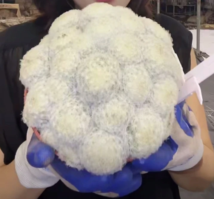 二妹园艺【 1颗  超大白星群   实生根 】默认脱土随机发货