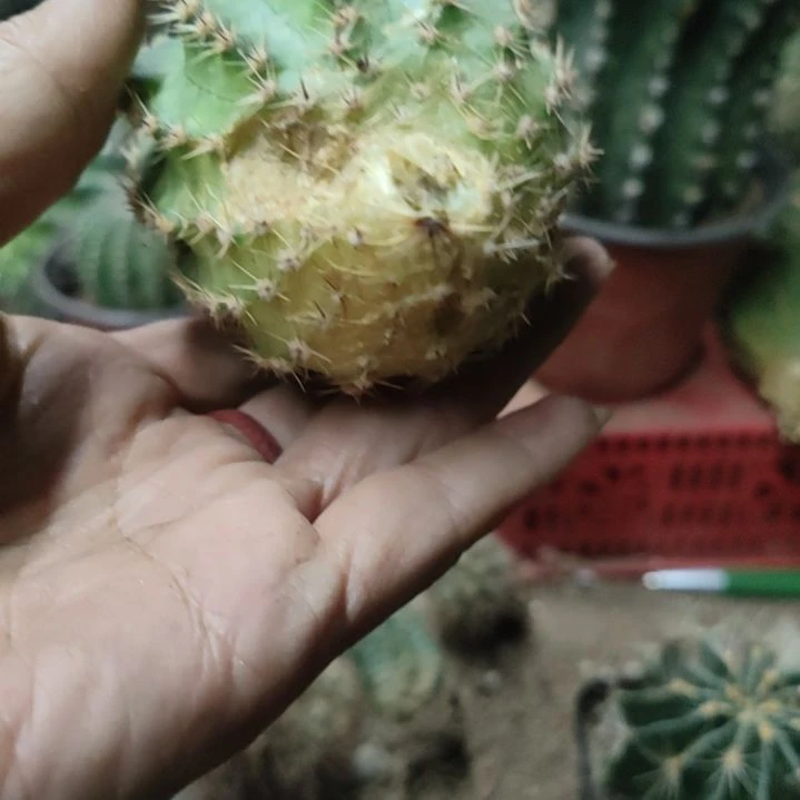 仙人球梨花落侧芽微瑕