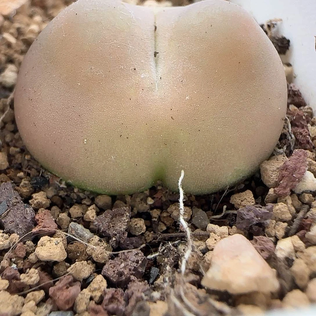 桃***啊哈哈哈哈哈哈哈家40620