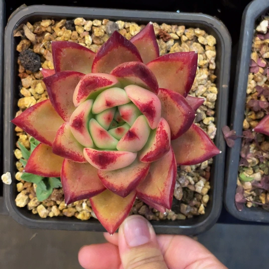 多肉植物一物一拍