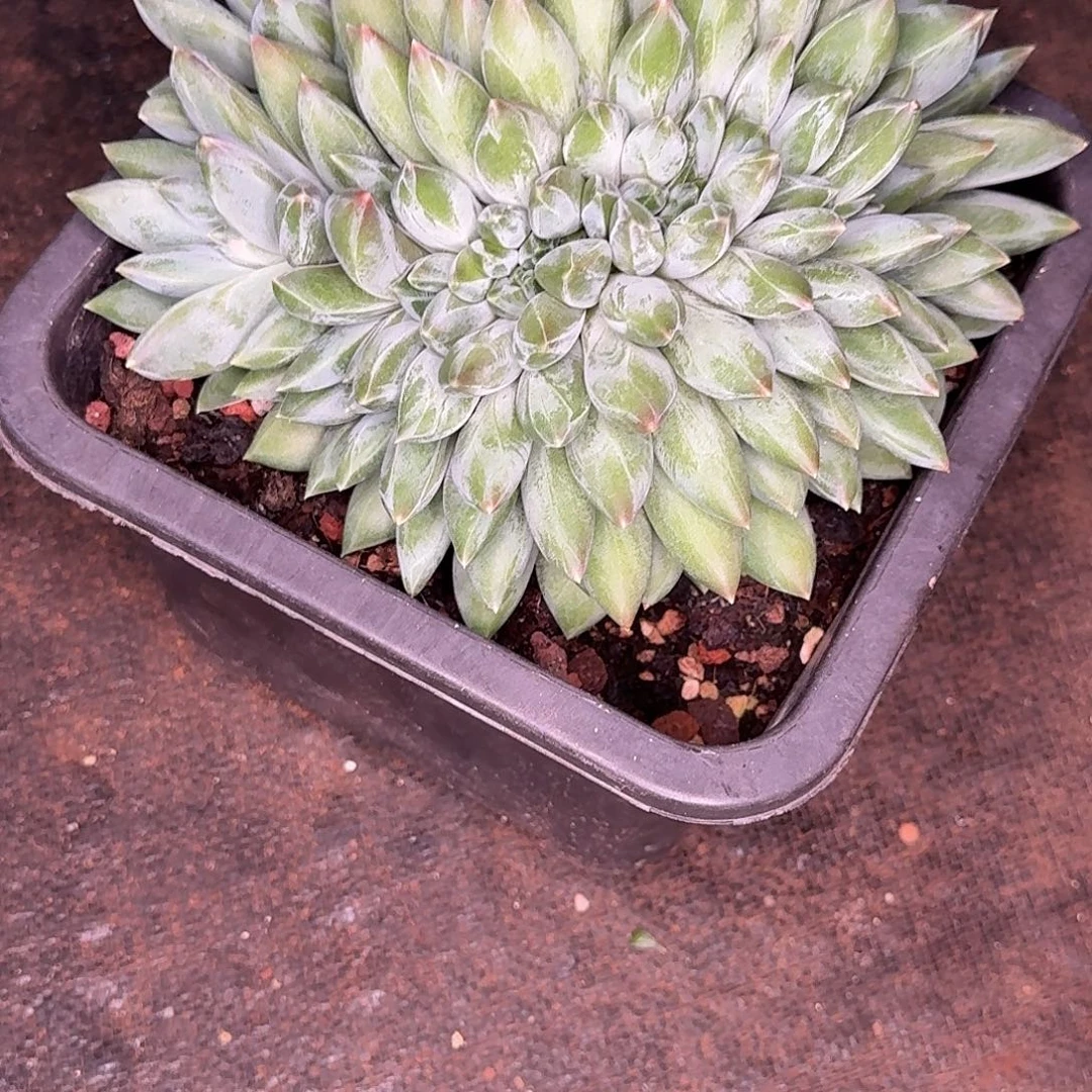 左***死重楼缀多肉植物寄养