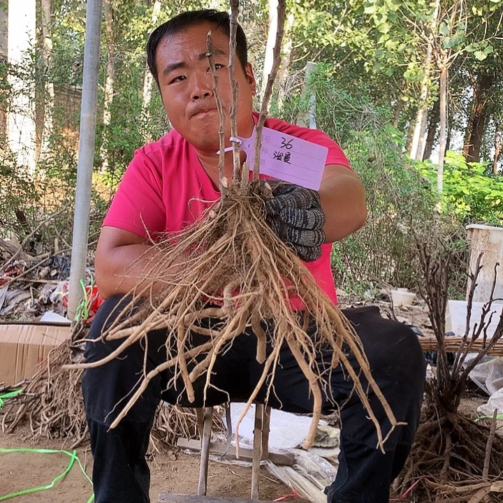 当前无花朵，栽培后可花朵泼墨秀036