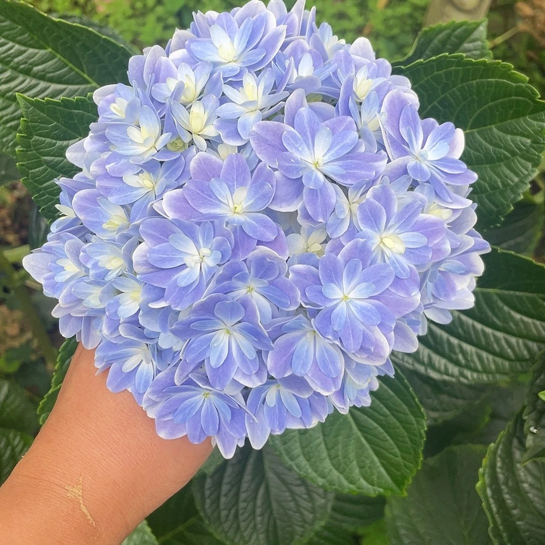 绣球切花一物一拍3枝起包邮，114