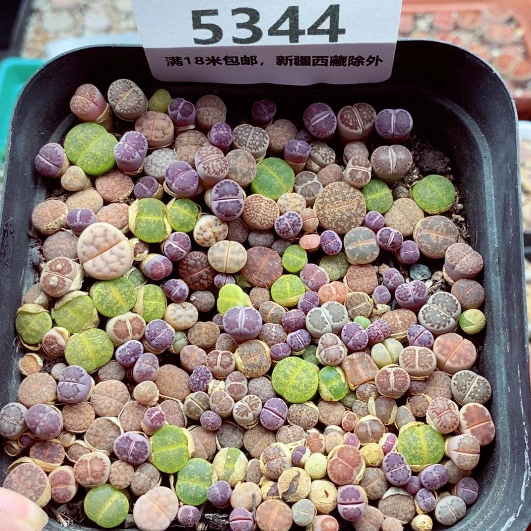 5344。