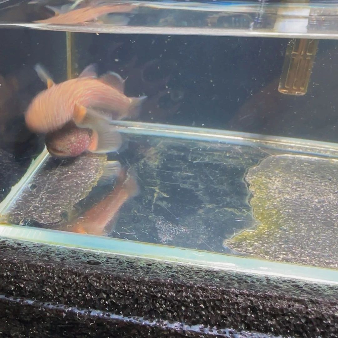 狮头鱼短棘稿7-8一对