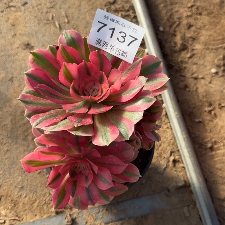 7137女巫多肉植物