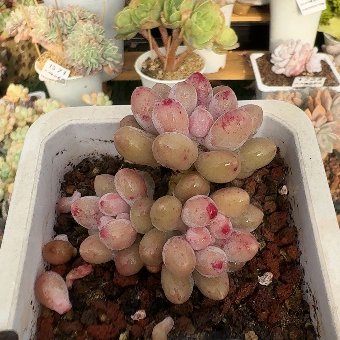 1667一物一拍（满28包邮）