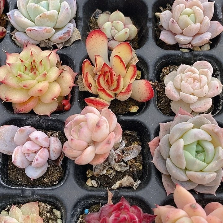 31 多肉植物盆栽花卉植物