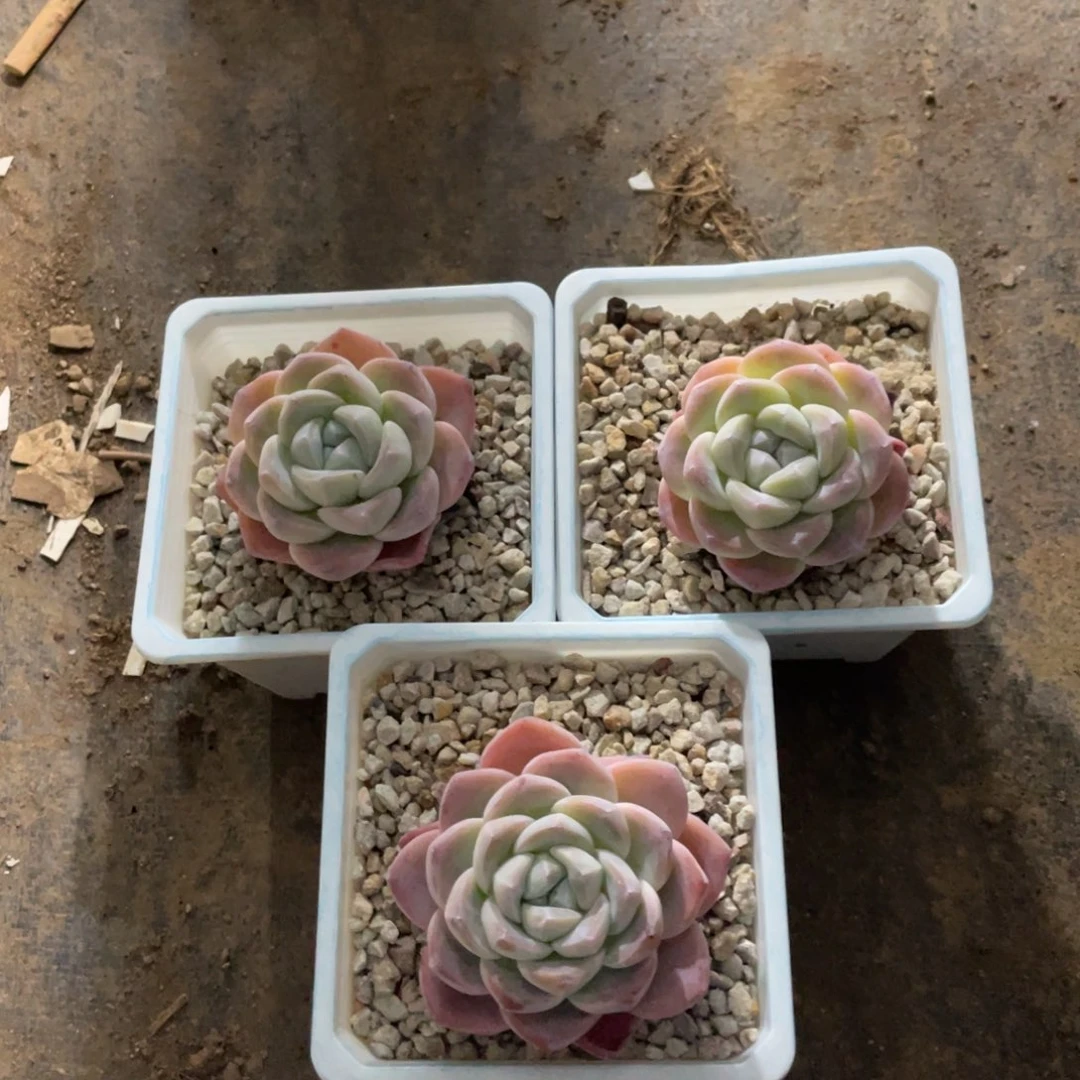 洁专拍冰玉老桩单头3颗