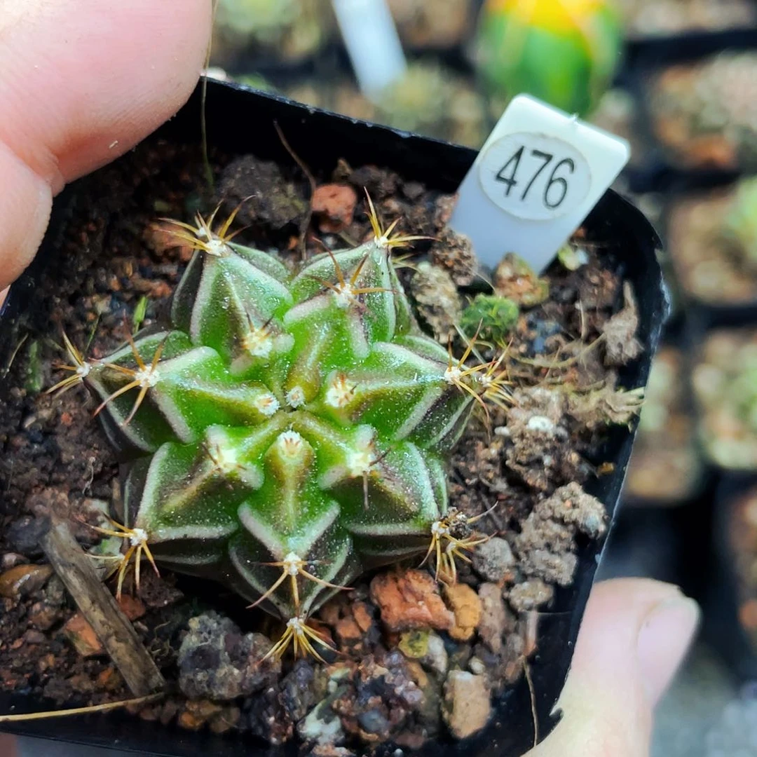 球****人非偏远地区满25包邮仙人球