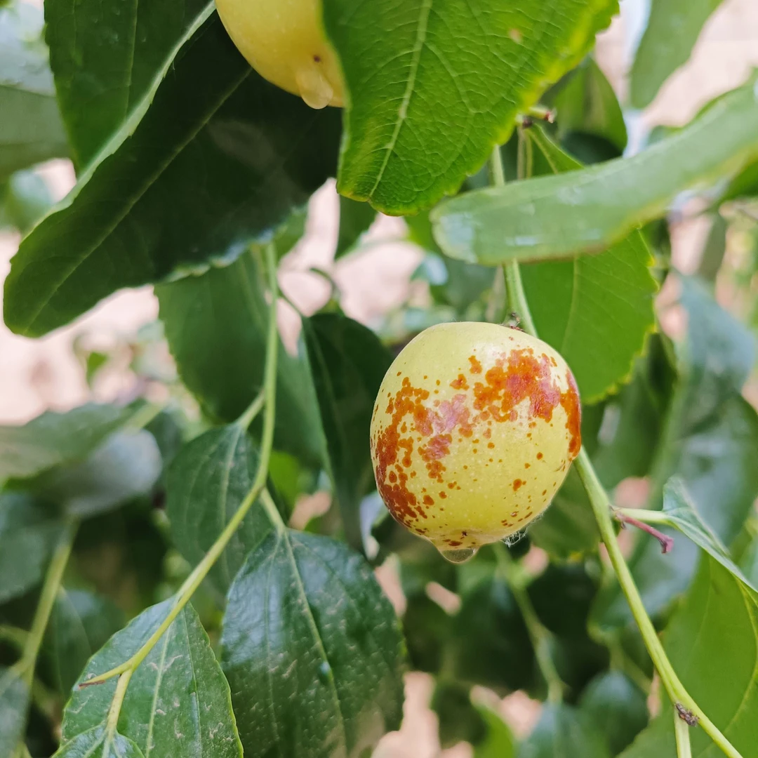 山西运城冬枣2-3斤净（顺丰）