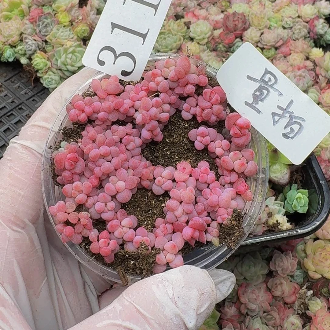 多肉植物多肉植物311量拍