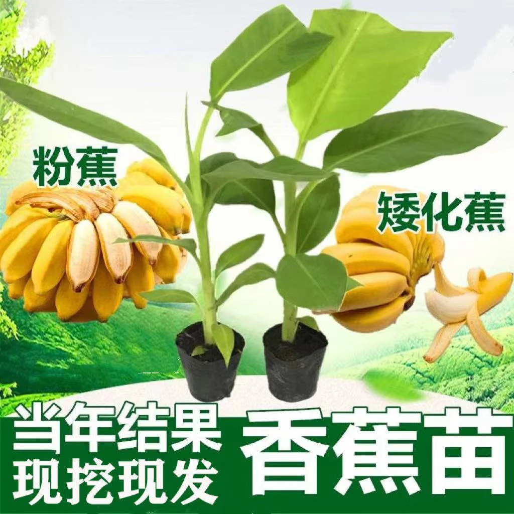 矮化香蕉树苗盆栽地栽耐寒矮化南方盆栽地栽四季庭院果树苗
