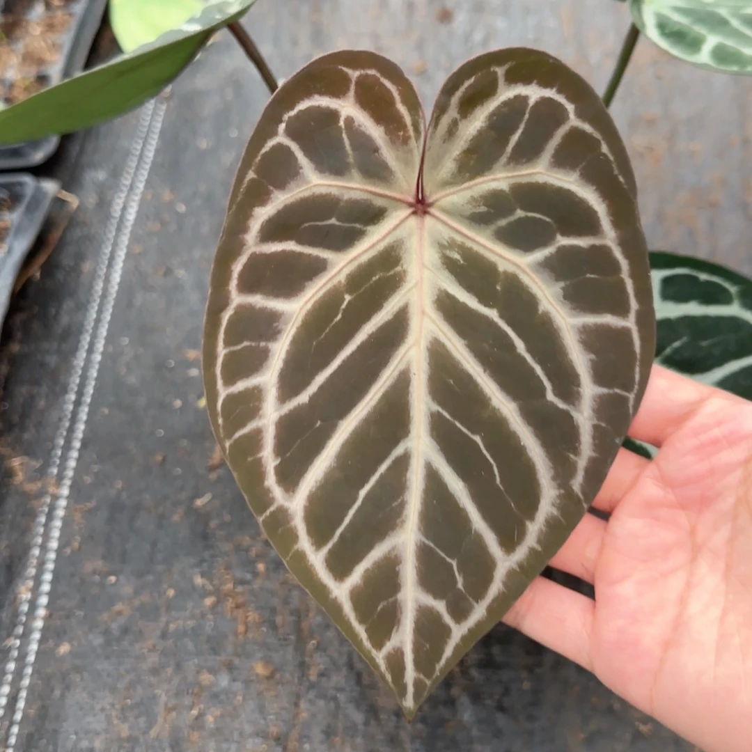 完全开放skg银杂红