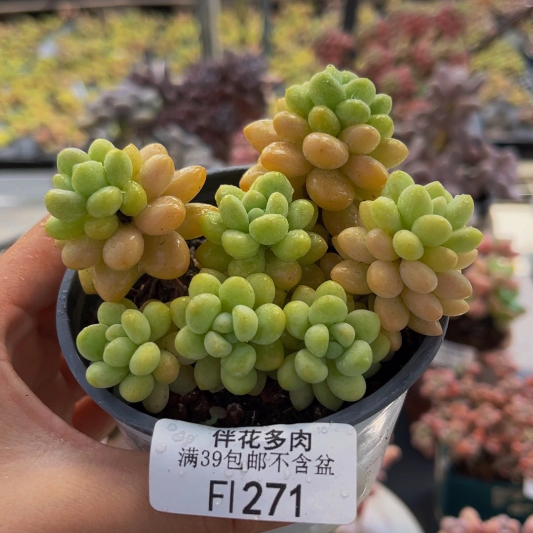 271-洛可可多肉8cm