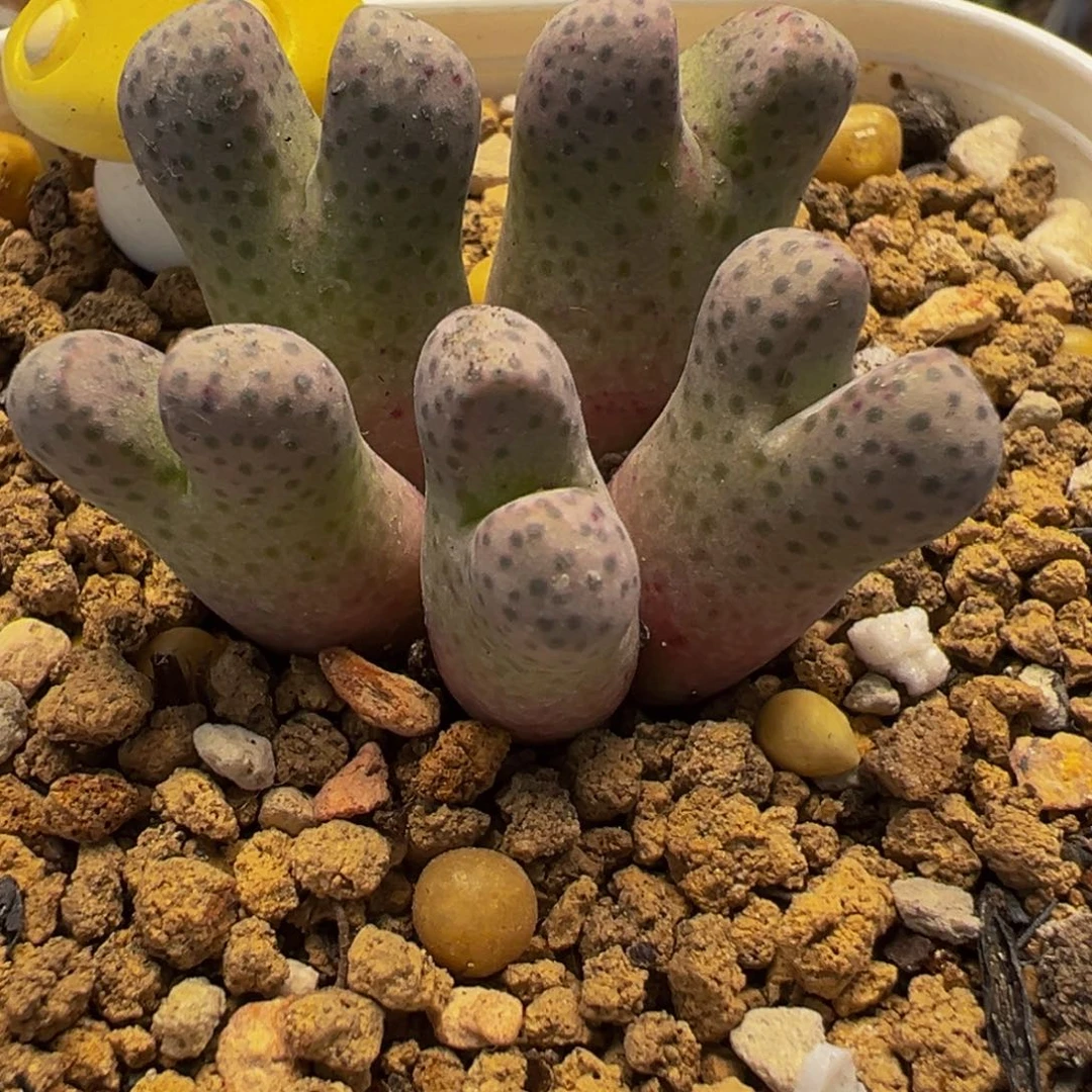 552多肉植物种类多样