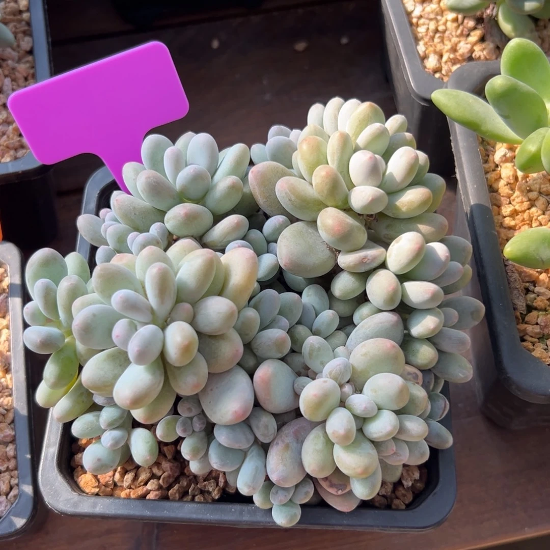 蛋黄奶111111111111111