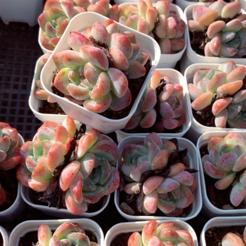 刚毅发两颗。