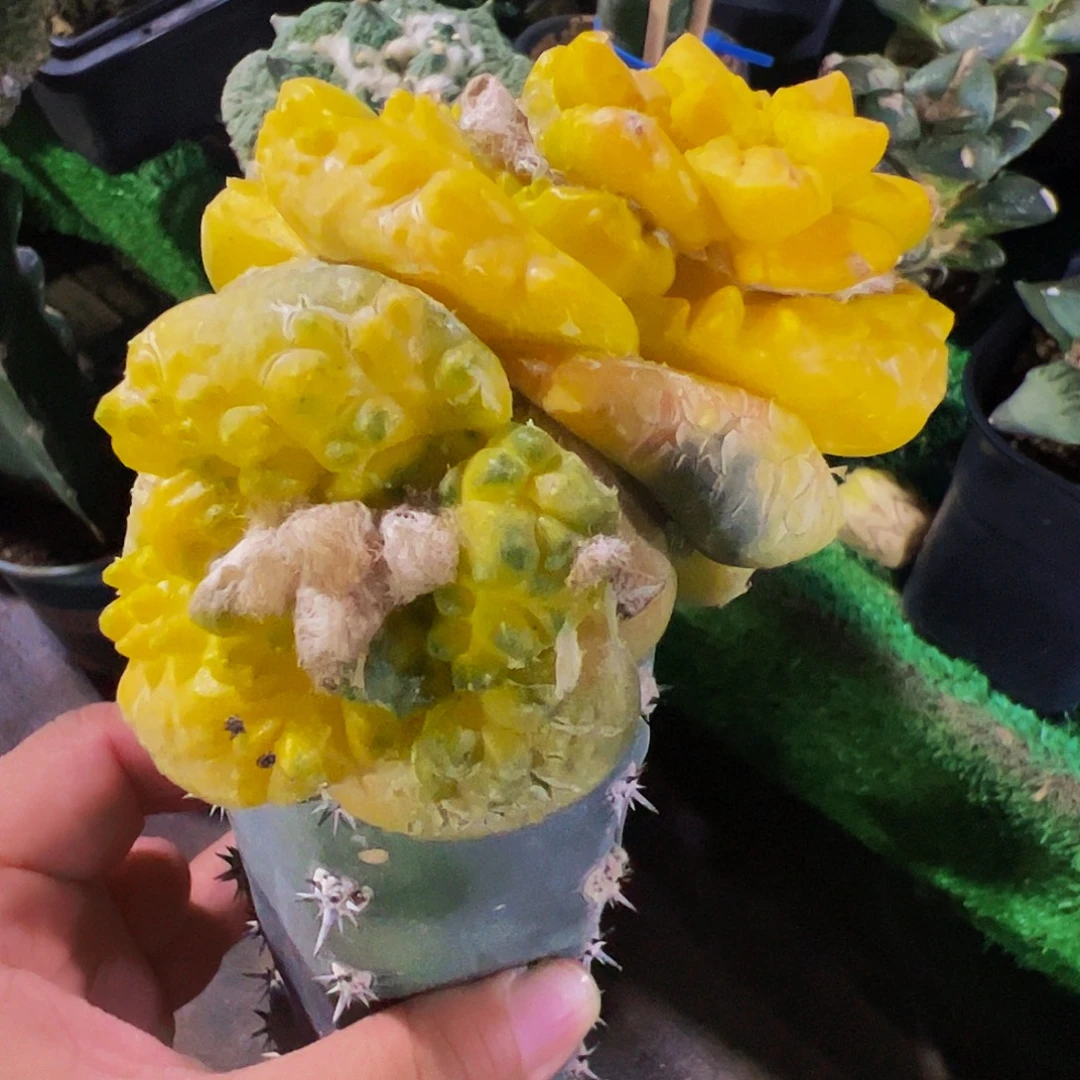 无花朵群头龟甲牡丹锦947