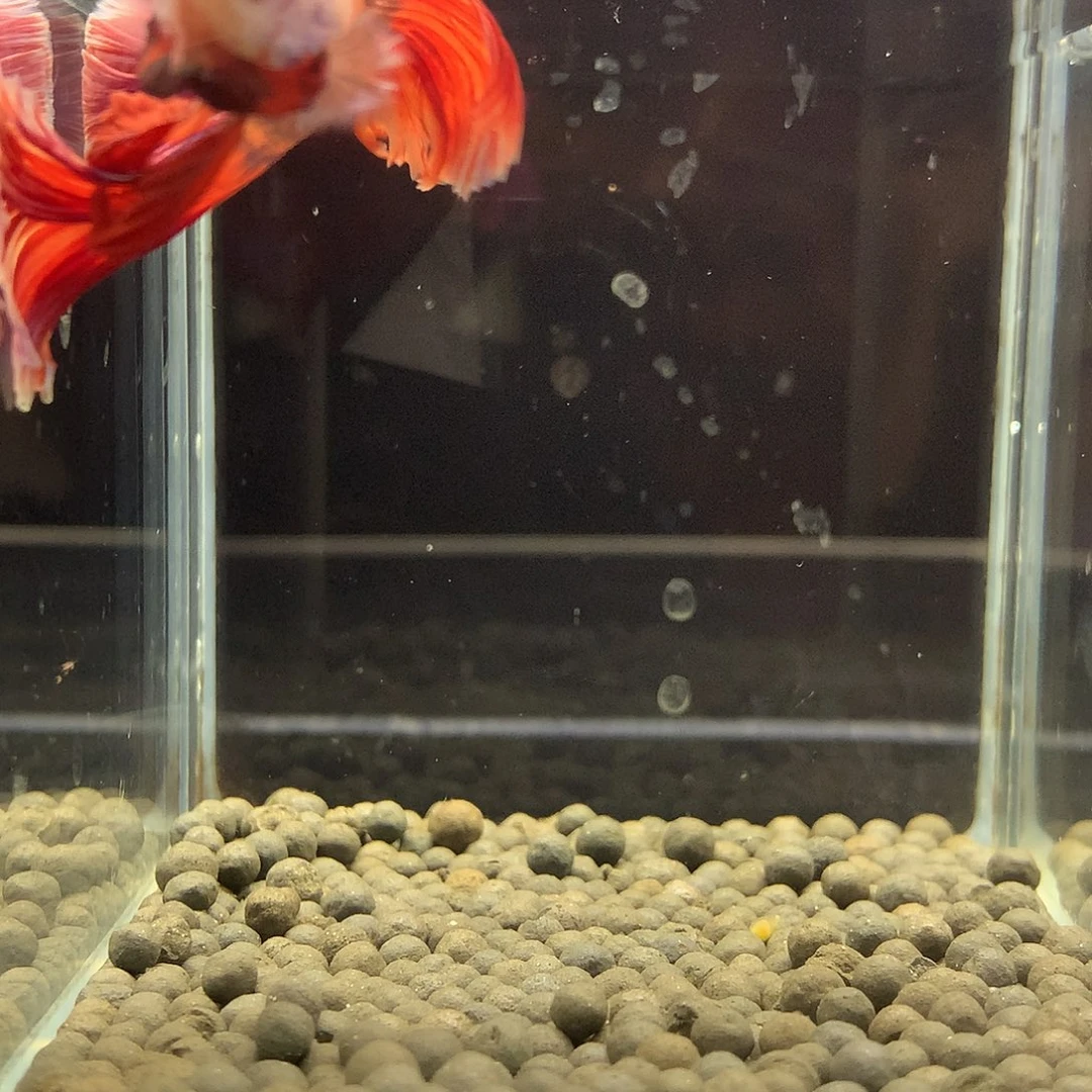 海水鱼七弟泰国斗鱼283