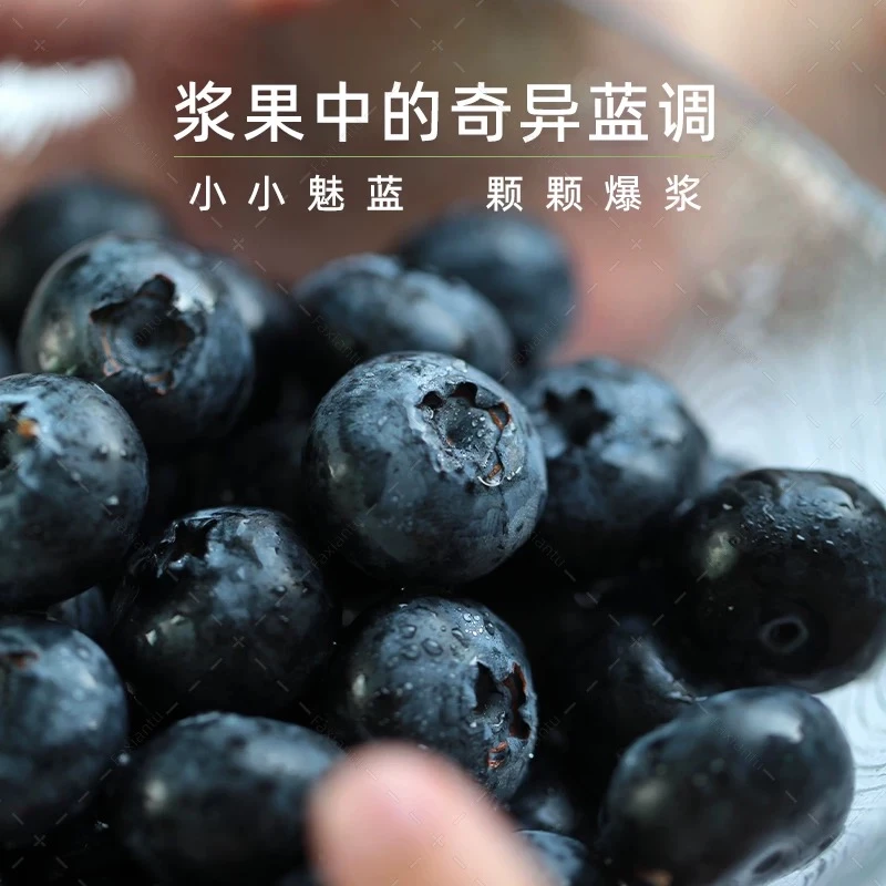 【新发地直采】怡颗莓Driscoll’s秘鲁蓝莓 125g/盒 18mm+