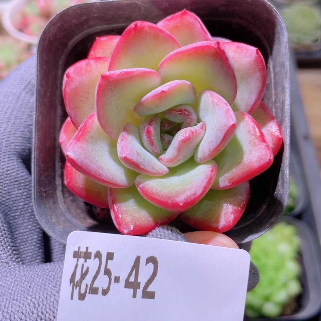 花利美25-42草莓泡芙