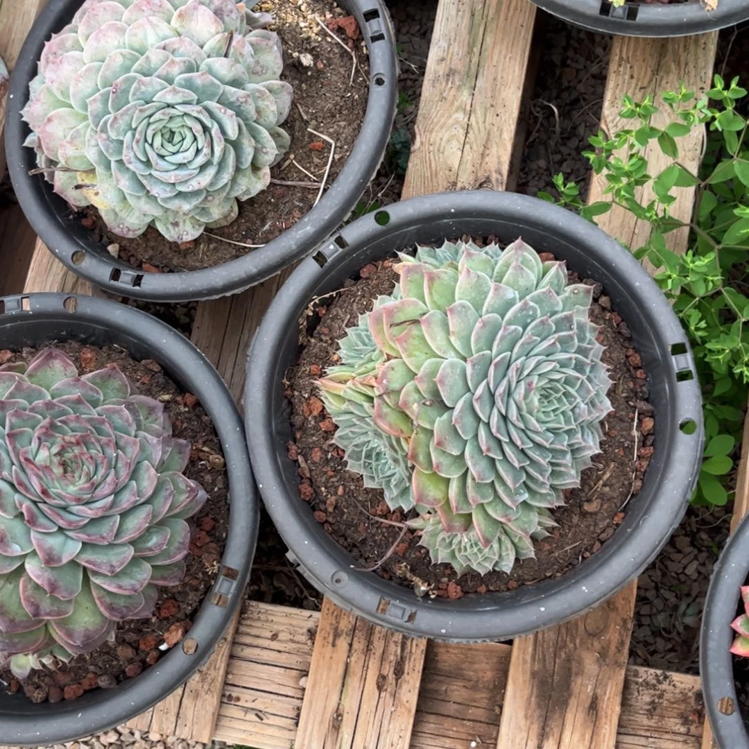 B***e新疆西藏内蒙不发货，3颗杂交