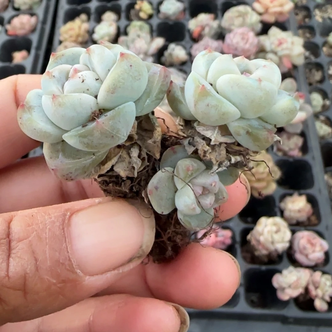 小卡拉米糖心一物一拍