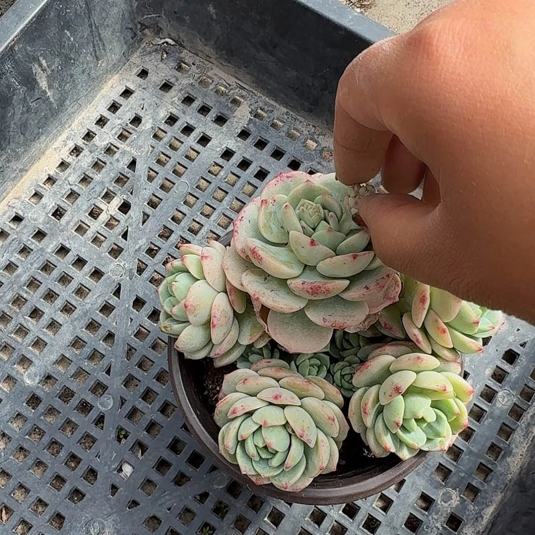 香草比斯多肉植物