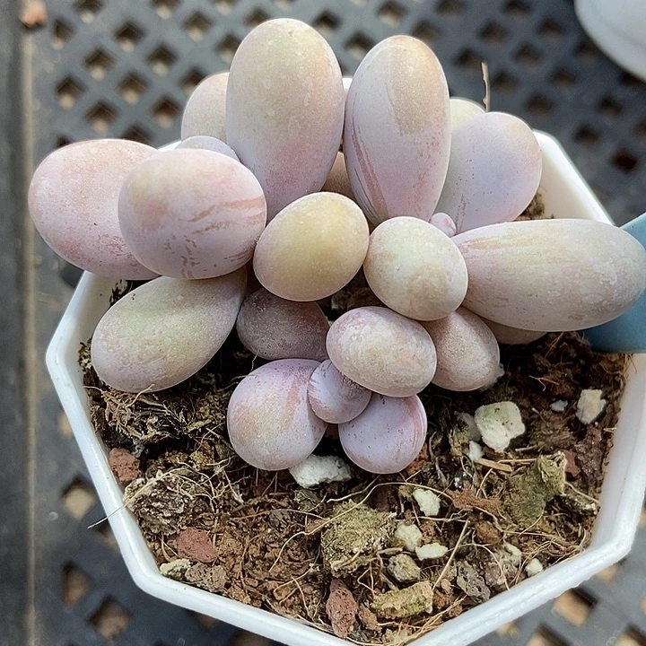 多肉植物蛋黄奶511多肉