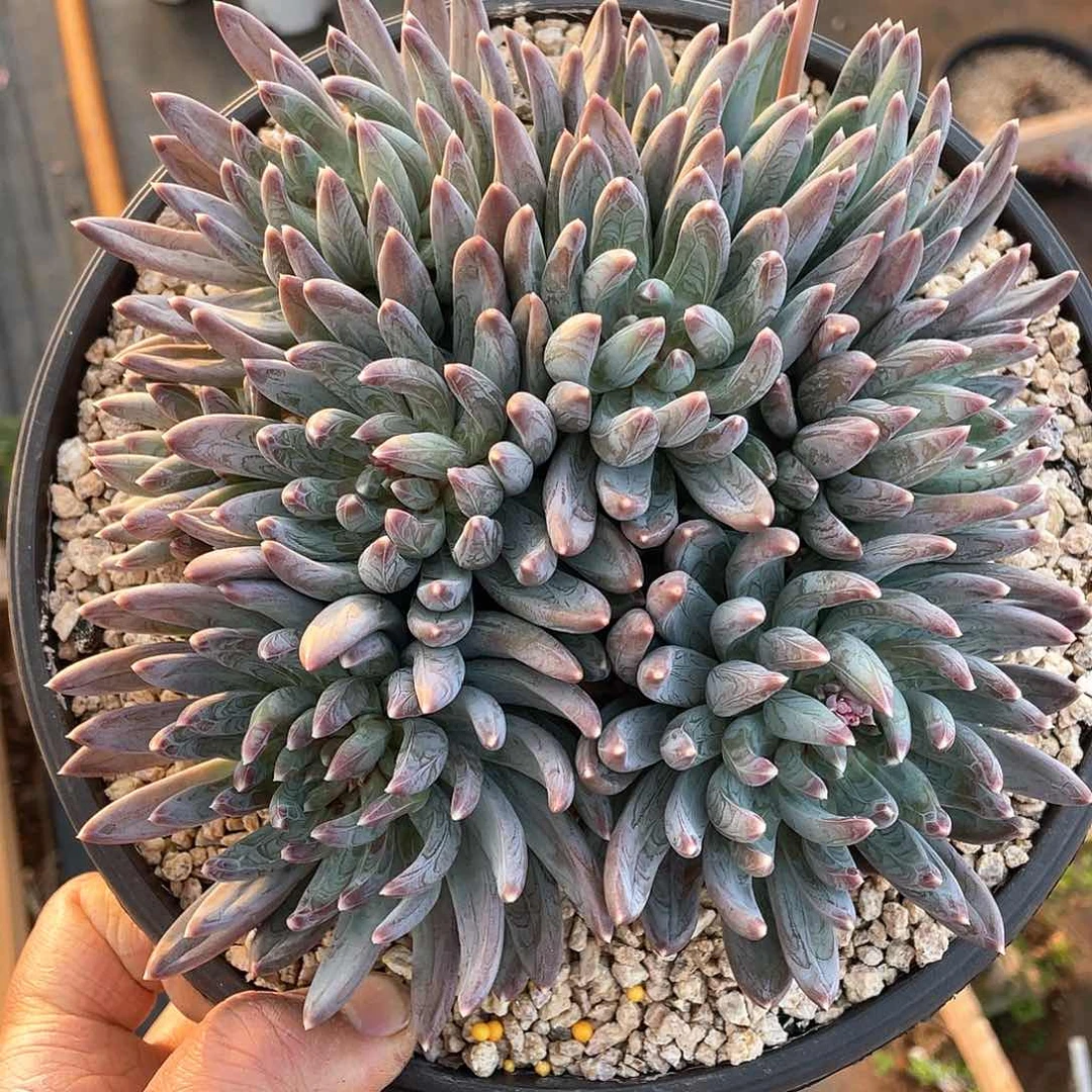 花*多肉植物一物一拍